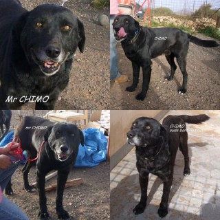 mr chimo c1 1909-351-5